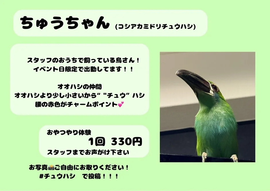 コシアカミドリチュウハシ「ちゅうちゃん」
