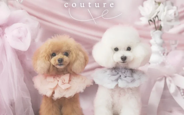 愛犬のための特別な一着「chérircouture」2026オータムコレクションが登場!遊び心あふれるリボンとフリルでドレスアップからデイリーまで