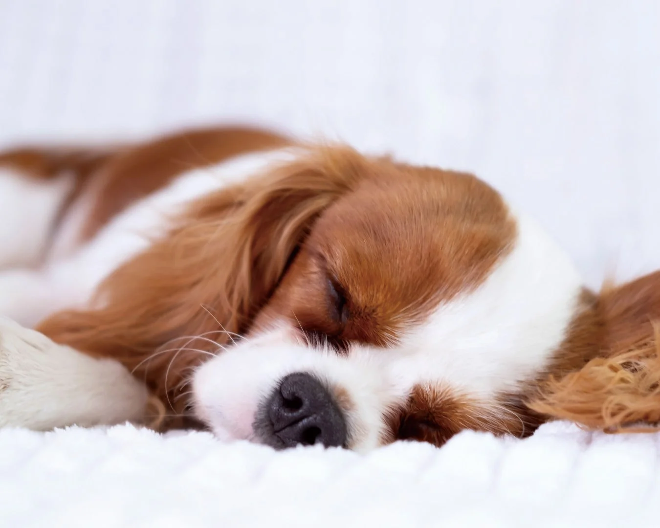 白い毛布の上で気持ちよさそうに眠る、茶色と白の毛並みを持つ犬のクローズアップ。穏やかで安らかな寝顔が印象的です。