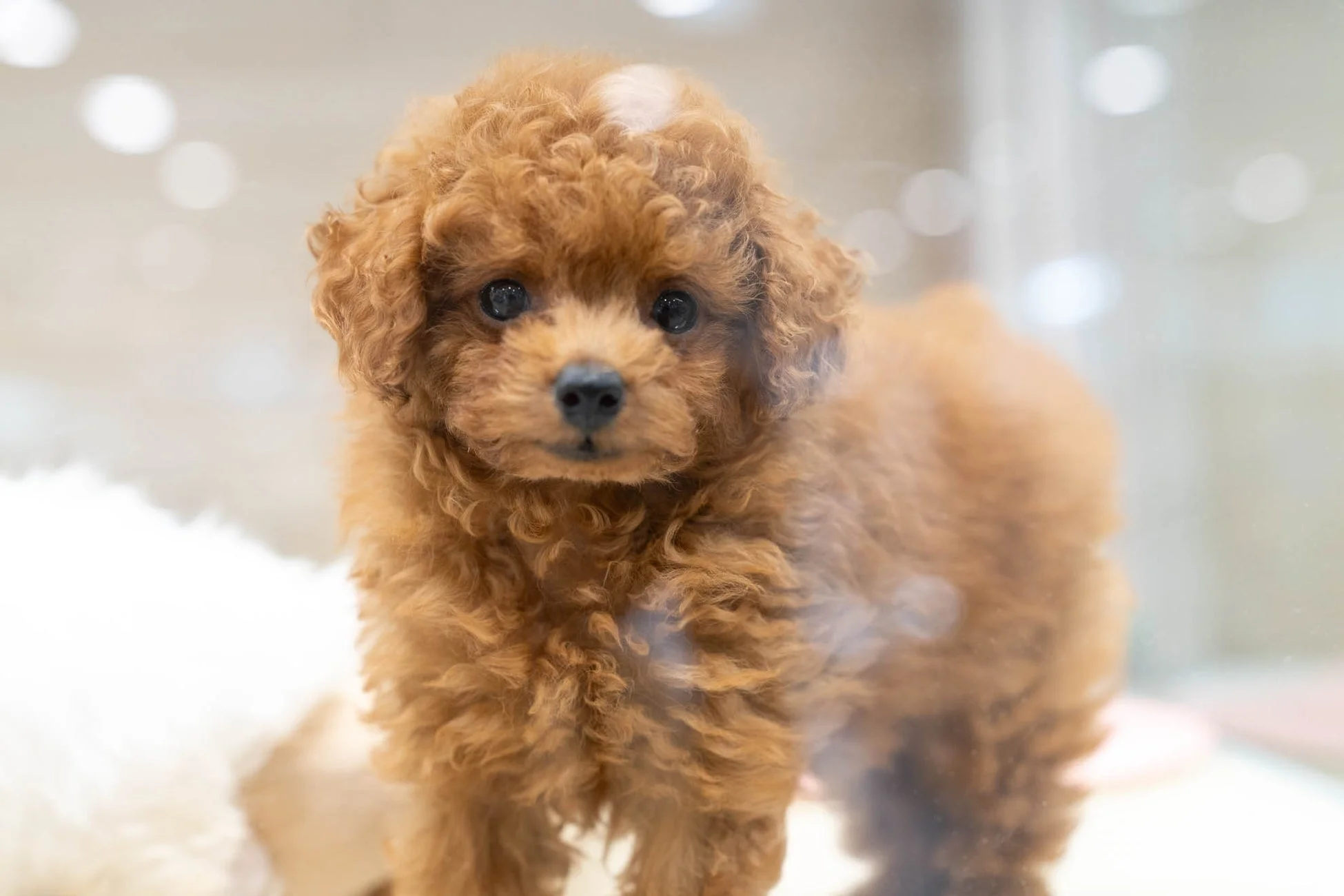 可愛らしいトイプードルの子犬