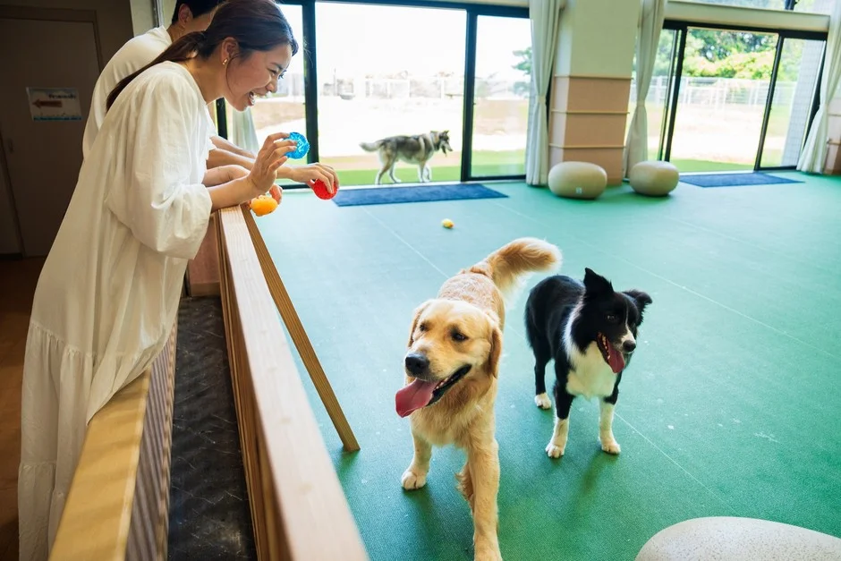 室内ドッグランで犬と人が遊ぶ
