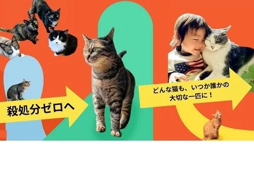 殺処分ゼロを目指す保護猫活動のイメージ画像